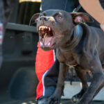 Man Killed by His Own Pets