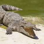 80-Year-Old Man Mauled to Death by Crocodile