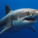 Father Dies in Brutal Shark Attack