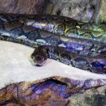 Remains of Missing Farmer Found Inside Snake