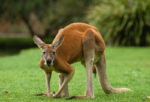 Man Brutally Beaten to Death by Kangaroo