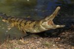 Father Mauled, Killed by Crocodile