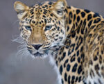 Deadly Leopard Mauling Shocks Zoo Staff