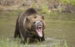 Man Dies in Brutal Bear Attack Bear Roaring in Water