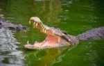 Fisherman Mauled to Death by Massive Alligator Crocodile Open Jaws Water