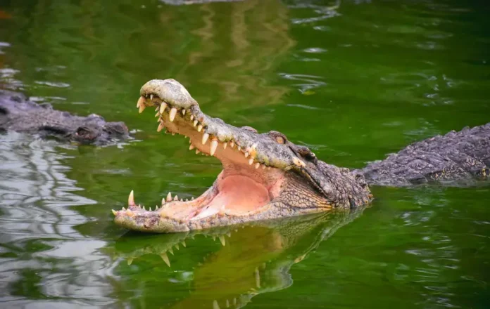 Crocodile Open Jaws Water