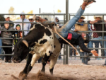 Bull Rider Dies After Horrific Rodeo Accident Bull Rider Dies After Horrific Rodeo Accident (rodeo landscape dreamstime_s_63798379)